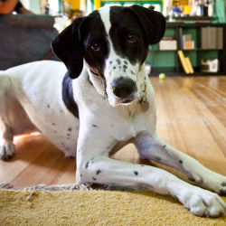 DogWatch of Southwestern Ontario, Mississauga, Ontario | Indoor Pet Boundaries Contact Us Image
