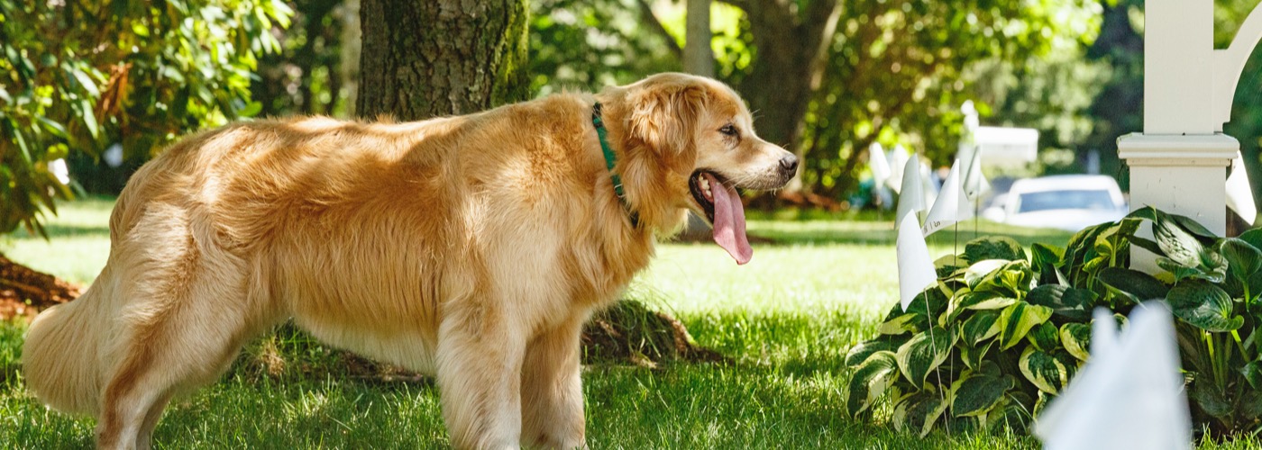 DogWatch of Southwestern Ontario, Mississauga, Ontario | Outdoor Hidden Dog Fences Slider Image